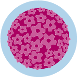 An icon of the human papillomavirus.